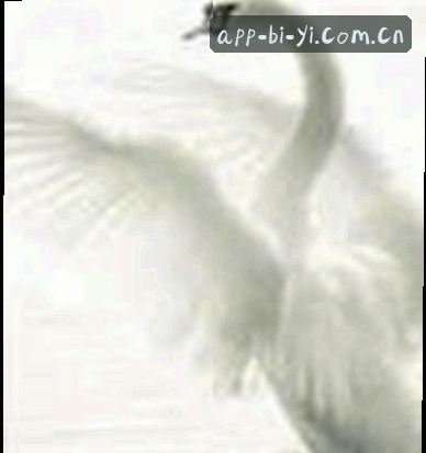 赵明